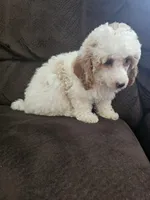 mini poodle female, a female Poodle - Miniature  for sale in Chapel Hill, NC – Photo 8 of 10