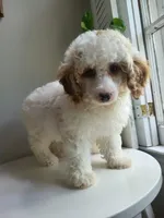 mini poodle female, a female Poodle - Miniature  for sale in Chapel Hill, NC – Photo 2 of 10