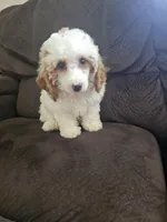 mini poodle female, a female Poodle - Miniature  for sale in Chapel Hill, NC – Photo 6 of 10