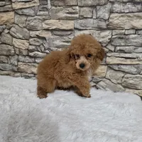 Nico, a male Poodle - Toy  for sale in Chapel Hill, NC – 2 of 9