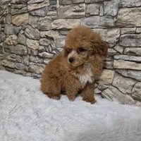Nico, a male Poodle - Toy  for sale in Chapel Hill, NC – 4 of 9