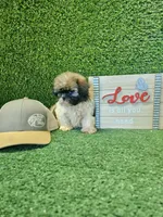 shih tzu male, a male Shih Tzu for sale in Chapel Hill, NC – Photo 8 of 9