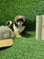 shih tzu male, a male Shih Tzu for sale in Chapel Hill, NC – Photo 1 of 9