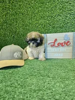 shih tzu male, a male Shih Tzu for sale in Chapel Hill, NC – Photo 9 of 9