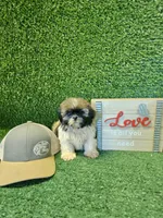 shih tzu male, a male Shih Tzu for sale in Chapel Hill, NC – Photo 4 of 9