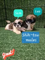 shih tzu male, a male Shih Tzu for sale in Chapel Hill, NC – Photo 3 of 9