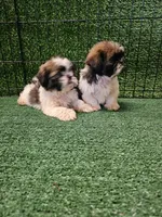shih tzu male, a male Shih Tzu for sale in Chapel Hill, NC – Photo 6 of 9