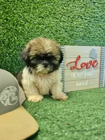 shih tzu male, a male Shih Tzu for sale in Chapel Hill, NC – Photo 2 of 9