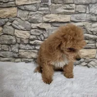 Nico, a male Poodle - Toy  for sale in Chapel Hill, NC – 6 of 9