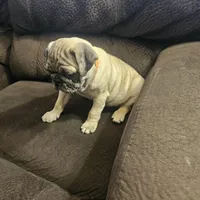 pug, a male Pug for sale in Chapel Hill, NC – Photo 4 of 10