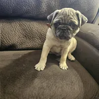 pug, a male Pug for sale in Chapel Hill, NC – Photo 1 of 10