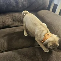 pug, a male Pug for sale in Chapel Hill, NC – Photo 6 of 10