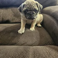 pug, a male Pug for sale in Chapel Hill, NC – Photo 9 of 10