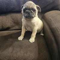 pug, a male Pug for sale in Chapel Hill, NC – Photo 5 of 10