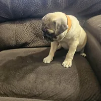pug, a male Pug for sale in Chapel Hill, NC – Photo 3 of 10