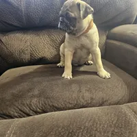 pug, a male Pug for sale in Chapel Hill, NC – Photo 2 of 10