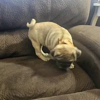 pug, a male Pug for sale in Chapel Hill, NC – Photo 7 of 10