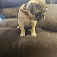 pug, a male Pug for sale in Chapel Hill, NC – Photo 8 of 10