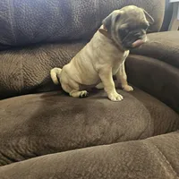 pug, a male Pug for sale in Chapel Hill, NC – Photo 10 of 10
