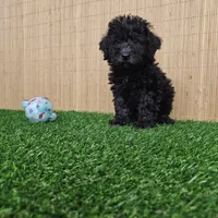 maltipoo, a female Maltipoo for sale in Chapel Hill, NC – Photo 8 of 10