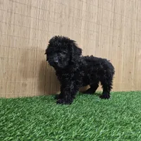 maltipoo, a female Maltipoo for sale in Chapel Hill, NC – Photo 5 of 10