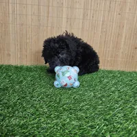 maltipoo, a female Maltipoo for sale in Chapel Hill, NC – Photo 10 of 10