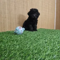 maltipoo, a female Maltipoo for sale in Chapel Hill, NC – Photo 4 of 10