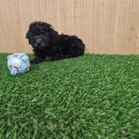 maltipoo, a female Maltipoo for sale in Chapel Hill, NC – Photo 9 of 10
