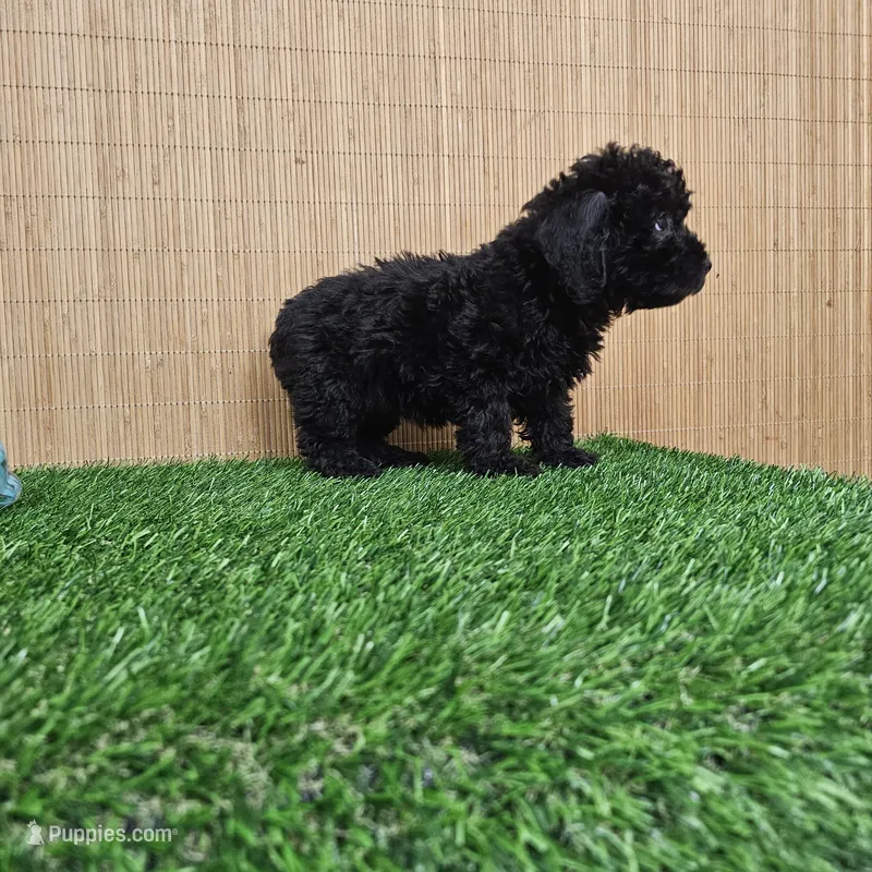 maltipoo, a female Maltipoo for sale in Chapel Hill, NC – Photo 1 of 10