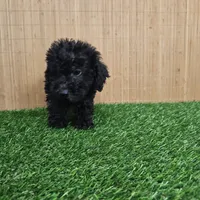 maltipoo, a female Maltipoo for sale in Chapel Hill, NC – Photo 2 of 10