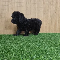 maltipoo, a female Maltipoo for sale in Chapel Hill, NC – Photo 6 of 10