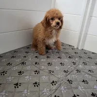 Nico, a male Poodle - Toy  for sale in Chapel Hill, NC – 7 of 9