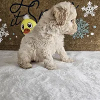 Toffy, a male Poodle - Miniature  for sale in Chapel Hill, NC – Photo 1 of 10