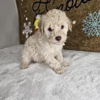 Toffy, a male Poodle - Miniature  for sale in Chapel Hill, NC – Photo 3 of 10