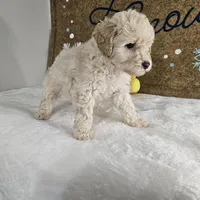 Toffy, a male Poodle - Miniature  for sale in Chapel Hill, NC – Photo 9 of 10