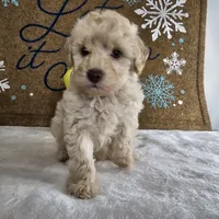Toffy, a male Poodle - Miniature  for sale in Chapel Hill, NC – Photo 2 of 10