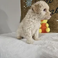 Toffy, a male Poodle - Miniature  for sale in Chapel Hill, NC – Photo 10 of 10