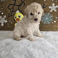 Toffy, a male Poodle - Miniature  for sale in Chapel Hill, NC – Photo 4 of 10