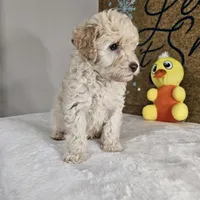 Toffy, a male Poodle - Miniature  for sale in Chapel Hill, NC – Photo 8 of 10