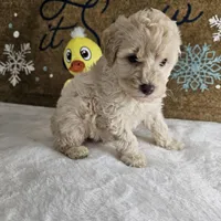 Toffy, a male Poodle - Miniature  for sale in Chapel Hill, NC – Photo 5 of 10