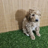 Red mini poodle, a female Poodle - Miniature  for sale in Chapel Hill, NC – Photo 7 of 9