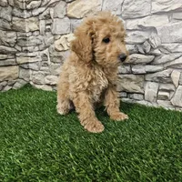 Red mini poodle, a female Poodle - Miniature  for sale in Chapel Hill, NC – Photo 9 of 9