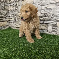 Red mini poodle, a female Poodle - Miniature  for sale in Chapel Hill, NC – Photo 6 of 9