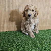 Red mini poodle, a female Poodle - Miniature  for sale in Chapel Hill, NC – Photo 3 of 9