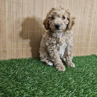 Red mini poodle, a female Poodle - Miniature  for sale in Chapel Hill, NC – Photo 2 of 9