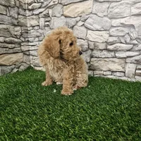 Red mini poodle, a female Poodle - Miniature  for sale in Chapel Hill, NC – Photo 4 of 9