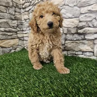 Red mini poodle, a female Poodle - Miniature  for sale in Chapel Hill, NC – Photo 8 of 9