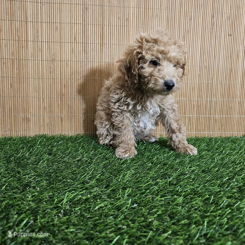Red mini poodle, a female Poodle - Miniature  for sale in Chapel Hill, NC – Photo 1 of 9