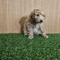 Red mini poodle, a female Poodle - Miniature  for sale in Chapel Hill, NC – Photo 1 of 9