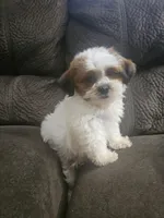 Malshi 2, a male Mal Shi for sale in Chapel Hill, NC – Photo 8 of 10